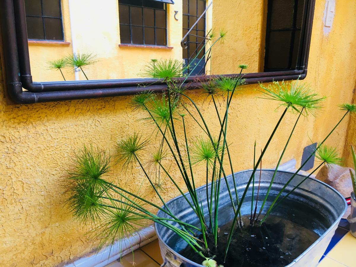 Andaina * Oaxaca